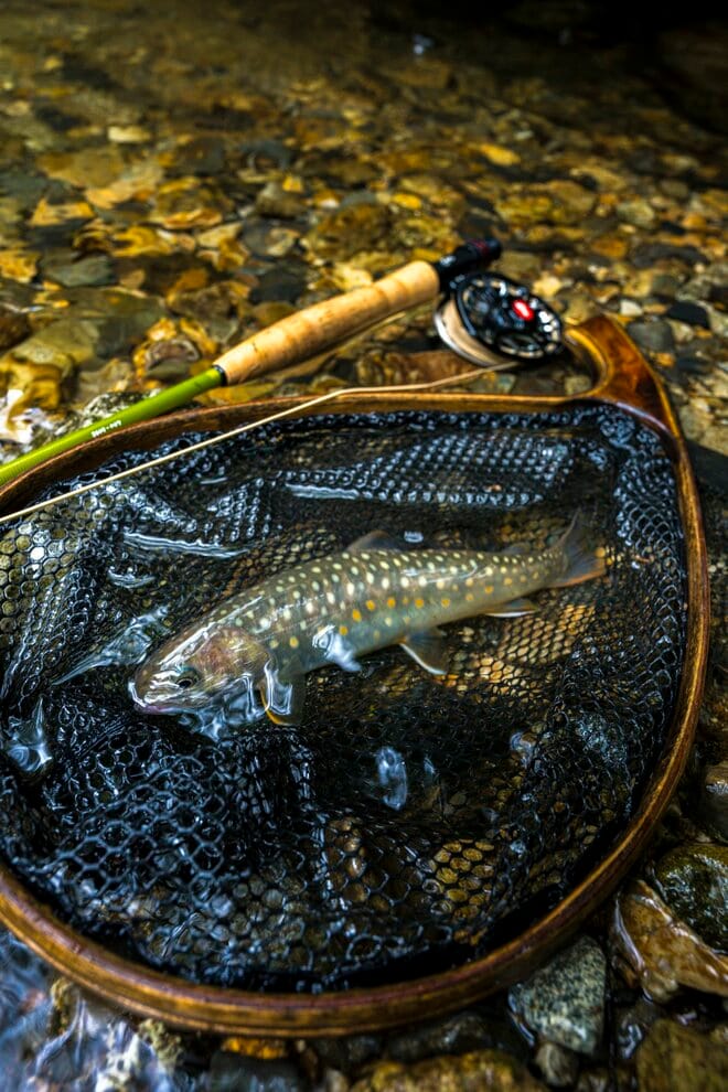 【渓流釣り】そぼ降る雨にしっとりと濡れた渓 「濃い魚影、しかも高活性だけどスレスレのイワナたちにドキドキのフライフィッシング！」 長野県｜2026年の画像005
