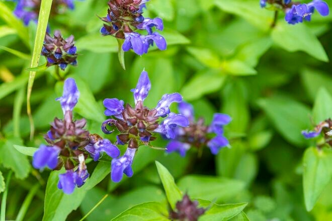 【信州の絶景】心ときめく雲上の稜線歩き！ 八方池「可憐な花々と魅惑のリフレクション」白馬・2022年8月の画像003