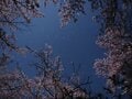 桜・1,500本が咲き上がる！  絶景“さくらコース”「光城山」でお花見ハイキング！  山頂からは雪化粧の北アルプス＆夜はライトアップも【長野県安曇野市】の画像004