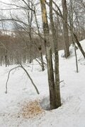 スキー場で見つける動物の足跡や食べ跡「雪上のフィールドサイン講座」【キジ博士のナチュラリスト入門 vol.10】の画像006