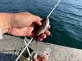 作戦変更の「オキアミチョイ掛け」的中で高級魚「ウマヅラハギ」ゲット！  嬉しさで舞い上がり “教訓” もゲット？ 「釣行レポ」の画像002