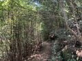 【島旅・シー・トゥ・サミット】「宮島・弥山の登山ルート」広島で青もみじの山＋海の幸＋観光＝「大人の修学旅行！」 2022年・広島県・厳島の画像012