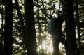 【登山】ここ数年で一番の美しさ「南アルプスの貴公子と女王の山岳紅葉」 日本の1-2-3位の高峰を望む  南アルプス・2025年の画像012