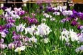 梅雨空の絶景！  東京23区に咲く花菖蒲の4名所「堀切菖蒲園」「水元公園」「小岩菖蒲園」「しょうぶ沼公園」で江戸の風流を感じる【東京都・葛飾区/江戸川区/足立区】の画像003