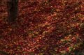 【3年連続全国No.1の紅葉スポット】「落ち葉の絨毯を狙うなら今でしょ！」鮮やかに染まるもみじ湖と“もみじのトンネル”《長野県・箕輪町》2022年の画像003