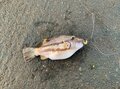 「釣りのウラ技」虫エサ苦手な人は必見！  イソメの疑似餌「パワーイソメ」は本当に釣れるのか？【実釣ルポ】の画像001