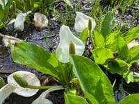6月見ごろを迎える、関東「高山植物スポット」3選！  マイカー＆リフト・ゴンドラ利用でアクセスしやすい「山のお花畑ハイキング」でリフレッシュ！