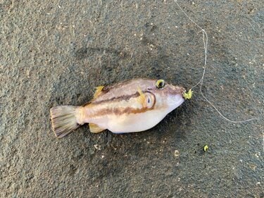 3ページ目 釣りのウラ技 虫エサ苦手な人は必見 イソメの疑似餌 パワーイソメ は本当に釣れるのか 実釣ルポ アクティビティ ニュース Bravo Mountain