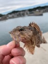北川 けんじ