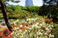 「ツツジ」満開の東京 江戸の情景に満ちた庭園を色鮮やかに染める春の絶景「根津神社」「六義園」【東京都 文京区】の画像016
