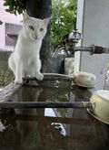 宮古島の島猫散歩におすすめ！  漲水御嶽エリア、白猫に導かれ日本最南端の神社へ【琉球島猫百景 vol.19「創造神話の聖地に棲まう白猫族」沖縄県宮古島】の画像004