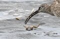 「都内唯一のラムサール登録湿地で、白昼堂々バラバラ事件発生！」  東京湾の干潟で目撃した渡り鳥の早ワザ料理術に目がテン 【2024年 東京都】の画像006