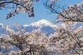 白銀の北アルプスに春の風物詩が出現！ お花見とセットで楽しめる“雪形”探し 【長野県 2024年】の画像009