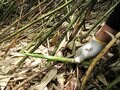 【苗場プリンスホテル】初夏の苗場で山からの贅沢な贈り物「根曲がり竹」を採ってきた！  竹藪の中を分け入る「非日常体験」レポ（新潟県湯沢町）の画像017
