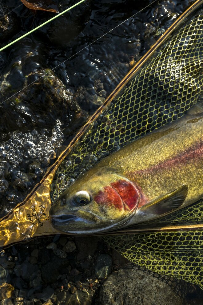 【渓流釣り】澄んだ流れの渓流で、一年中釣りができる幸せ「芝川特別区」でフライフィッシング！   静岡県｜2025年の画像004