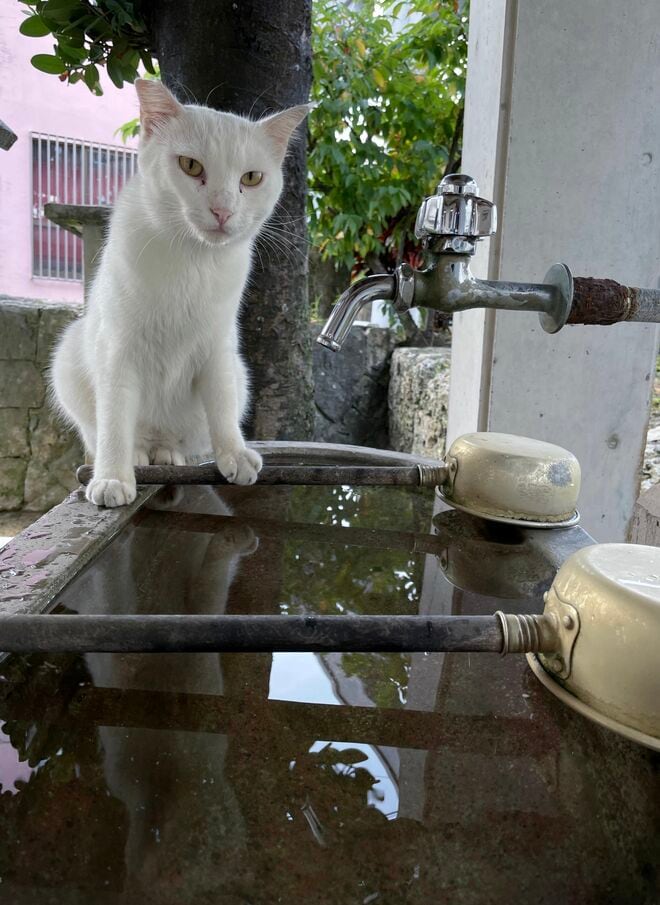 宮古島の島猫散歩におすすめ！  漲水御嶽エリア、白猫に導かれ日本最南端の神社へ【琉球島猫百景 vol.19「創造神話の聖地に棲まう白猫族」沖縄県宮古島】の画像004