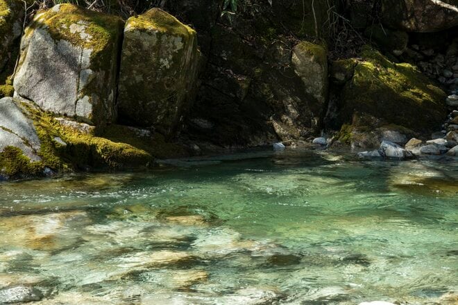 【渓流釣り】「雨後、雪解け水が多すぎて……」 釣りに行ったはずが、お花見に方向転換！  花鳥風月を楽しむ伊那谷の春　長野県｜2026年の画像005