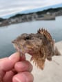 北川 けんじ
