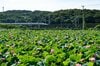 【ラストチャンス！】夏を彩るハスの花とドクターイエローのコラボレーション ～ “開店を待てない” せっかちなミツバチたち ～ 神奈川県｜2026年