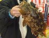 30cm超え「モンスター級カサゴ」潜む「超一級ポイント」はなんと「足元の堤防」？  手軽なタックルでも挑戦OK「釣法のコツ」解説！