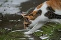 外で暮らす島猫たちは冷たい雨から身を守れているのだろうか？　不安定な天候の多い2月の沖縄にて【琉球島猫百景〈番外編〉「雨の日の猫たち」】の画像006
