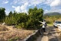 【ミカンの名産地＜和歌山県田辺市＞で聞きました】「キレイに白い筋がとれる剥き方」＆「美味しいミカンの見分け方」の画像014
