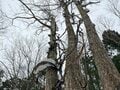スノーブーツで履けるスキー！？  滑れる人も滑れない人も楽しめる「SNOW HIKE」で冬の森を散策の画像005