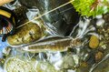 【渓流釣り】 目に染みるような緑の渓で陽光に輝くアマゴに目を細め、うつろう季節を感じながら御嶽山の裾野でフライフィッシング！ 「上流より下流の方が好釣果」  長野県・木曽川漁協エリア 2024年の画像004