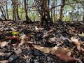 【山火事があった現場へ】2025年4月、住宅地にほど近い「青貝山」で発生した“人為的”災害… 豊かな里山が問う、登山者のマナーとは【大阪府豊能町】の画像005