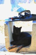 “さくらねこ” 発祥の島で【琉球島猫百景 vol.06　石垣島〈1〉】の画像008