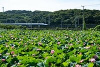 【ラストチャンス！】夏を彩るハスの花とドクターイエローのコラボレーション ～ “開店を待てない” せっかちなミツバチたち ～ 神奈川県｜2026年