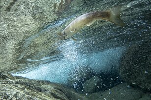 【渓流釣り】白いイワナが棲まう渓へ 「美肌に際立つ朱点が映える！  神秘的な姿」  2024年7月・長野県南部