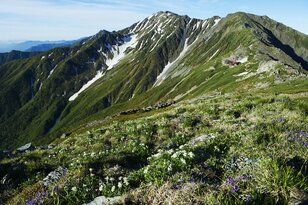 北岳登山解禁！  雪解けの山頂付近にのみ咲く「キタダケソウ」とは？【南アルプスの日々 vol.6】