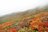 広がる色彩の海！  紅葉の絨毯が広がる東北の名山へ【栗駒山】の画像006