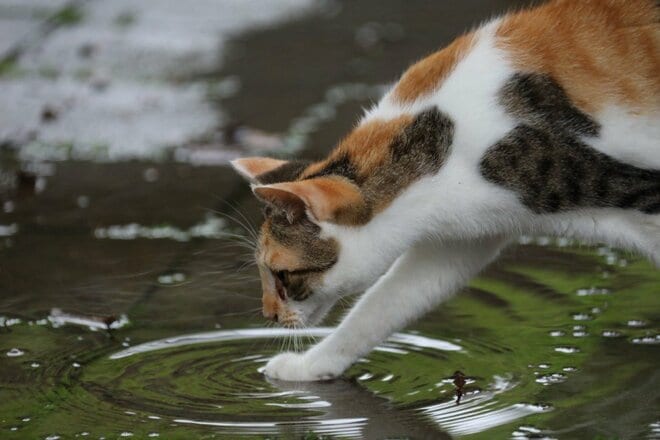 外で暮らす島猫たちは冷たい雨から身を守れているのだろうか？　不安定な天候の多い2月の沖縄にて【琉球島猫百景〈番外編〉「雨の日の猫たち」】の画像006