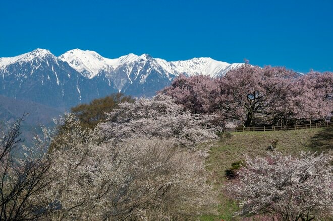 【渓流釣り】「雨後、雪解け水が多すぎて……」 釣りに行ったはずが、お花見に方向転換！  花鳥風月を楽しむ伊那谷の春　長野県｜2026年の画像004
