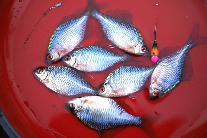 その “アタリ” 極めて繊細＆魚体は “いぶし銀” の冬の装い！  年末年始もOK「寒タナゴ釣り」 都心から90分「野田幸手園」で3時間40匹実釣！  現地レポの画像010