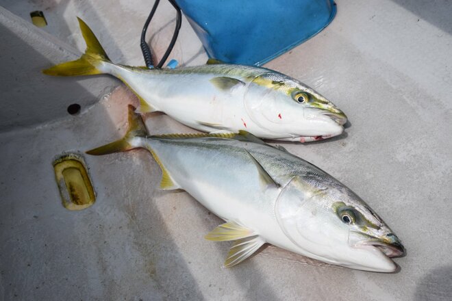 人気ジャンルのルアー釣り「ジギング」用アシストフックを自作する！  特別な器具不要の「カンタンな作り方」の画像001