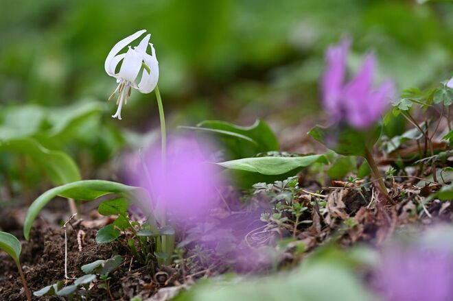 【花巡り】南関東最大級の「カタクリの群生地」で紫色のじゅうたんと早春の花を満喫！  “数万株に一つの貴重なシロバナカタクリも”【神奈川県 2025年】の画像007