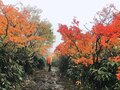 広がる色彩の海！  紅葉の絨毯が広がる東北の名山へ【栗駒山】の画像002