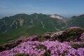 山一面をピンクに染める “ミヤマキリシマ” はいまが見頃。名所「九重連山」の今年の咲き具合やいかに？の画像003