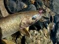 ギョギョギョ！「海からすぐの渓流にイワナやヤマメが泳ぐ」 海抜0mから始まる【渓流釣り】体験の画像004