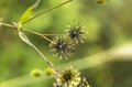 「私をどこかに連れてって」アウトドアは “バカ” がいっぱい！  厄介な “ひっつき虫”【センダングサ】の驚異に迫る《自然観察》の画像003