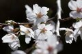 【こんな贅沢な山は他にない！】お花見ハイキングの名所「光城山」のお出かけ前に押さえるべきポイント解説の画像018
