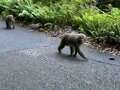 【世界自然遺産・屋久島】 屋久島をレンタカーで一周するドライブ旅「千尋の滝・大川の滝・ガジュマル・西部林道」を一日でめぐる！の画像016