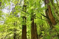 標高192ｍでも「樹齢300年スギ＆シダ」原生林！ 秋田の「ジュラシック低山」七座山「蓑座」ハイキングレポ！