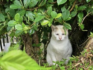 外で暮らす島猫たちは冷たい雨から身を守れているのだろうか？　不安定な天候の多い2月の沖縄にて【琉球島猫百景〈番外編〉「雨の日の猫たち」】