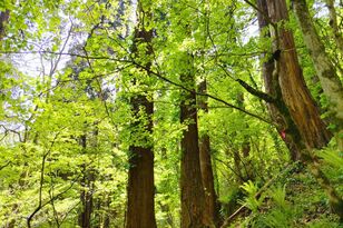 標高192ｍでも「樹齢300年スギ＆シダ」原生林！ 秋田の「ジュラシック低山」七座山「蓑座」ハイキングレポ！