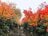 広がる色彩の海！  紅葉の絨毯が広がる東北の名山へ【栗駒山】の画像002