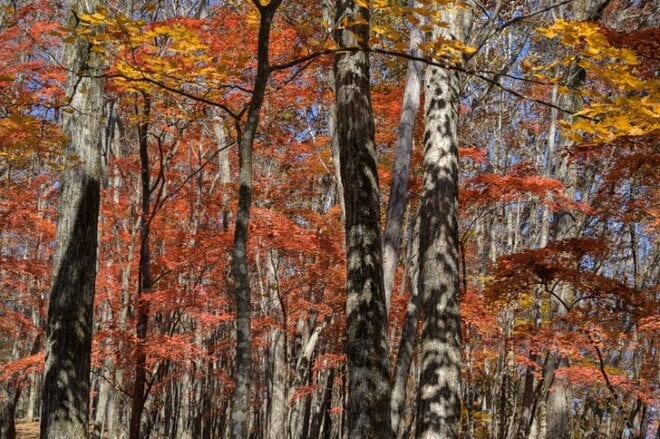 【ハイキング入門にもおすすめ】アップダウンはほとんどなし「大マテイ山の紅葉」はもうすぐ見頃の画像001